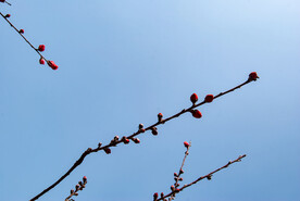 梅花
