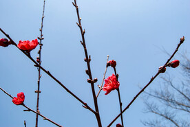 梅花