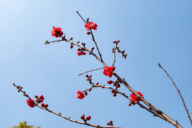 梅花