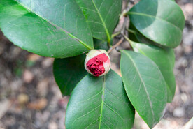 山茶花