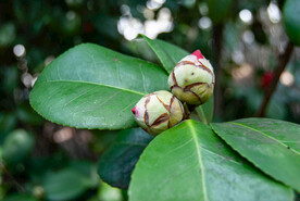 山茶花