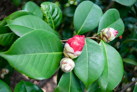 山茶花