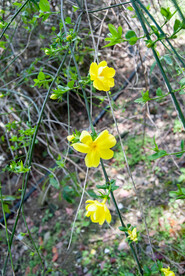 迎春花