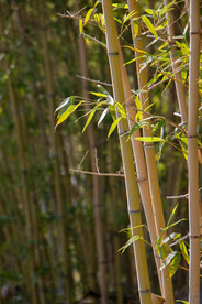 竹子