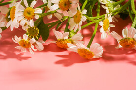 洋甘菊花朵图片