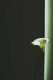 鲜花背景