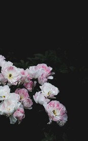 鲜花背景 