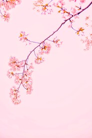 鲜花背景