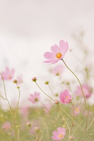 鲜花背景 
