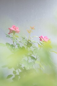 鲜花背景