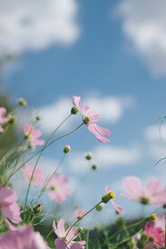 鲜花背景 