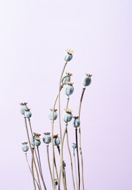 鲜花背景 