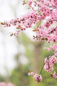 鲜花背景 