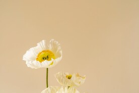 鲜花背景 