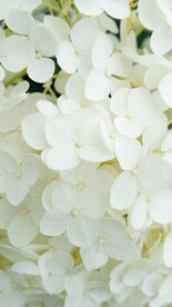 鲜花背景 