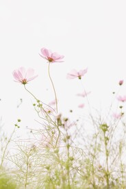 鲜花背景 