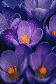 鲜花背景 