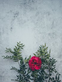 鲜花背景 