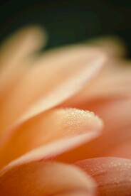 鲜花背景 