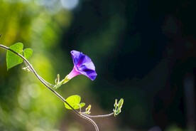 鲜花背景 