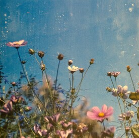 鲜花背景 