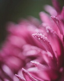 鲜花背景 