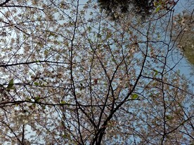 樱花