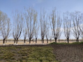 北京园博园杨柳岸道路