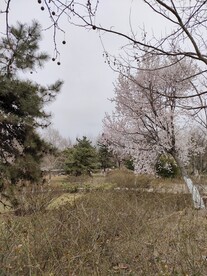 北京园博园桃花花开