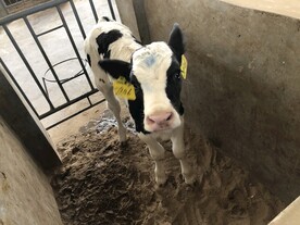 3月龄犊牛