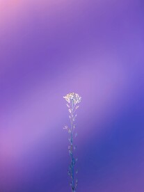 紫色背景