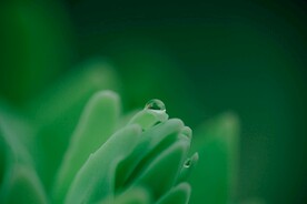 绿色背景 