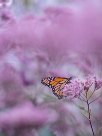 蝴蝶葵背景  