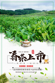 春茶上市