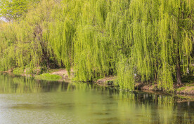 河边垂柳摄影素材