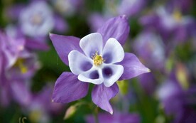 猫爪花 耧斗菜