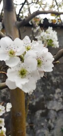 梨花