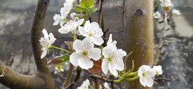 梨花