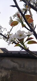 梨花