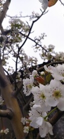 梨花