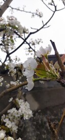 梨花