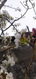 梨花