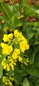 油菜花