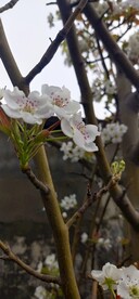 油菜花