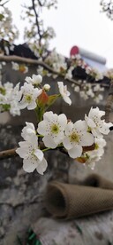 梨花