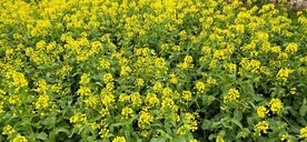 油菜花