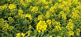 油菜花