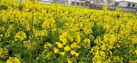 油菜花