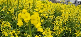 油菜花