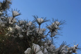 雪棉花